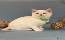 British Shorthair cats for sale: 🫶GCCF - NY12 Golden British Shorthair kittens 🫶 - Image 17