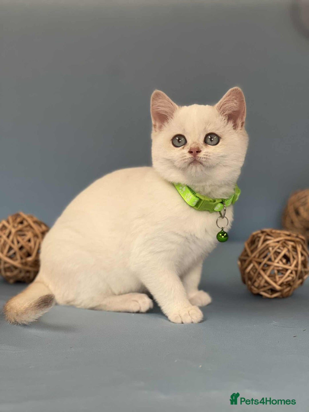 British Shorthair cats for sale: 🫶GCCF - NY12 Golden British Shorthair kittens 🫶 - Image 17