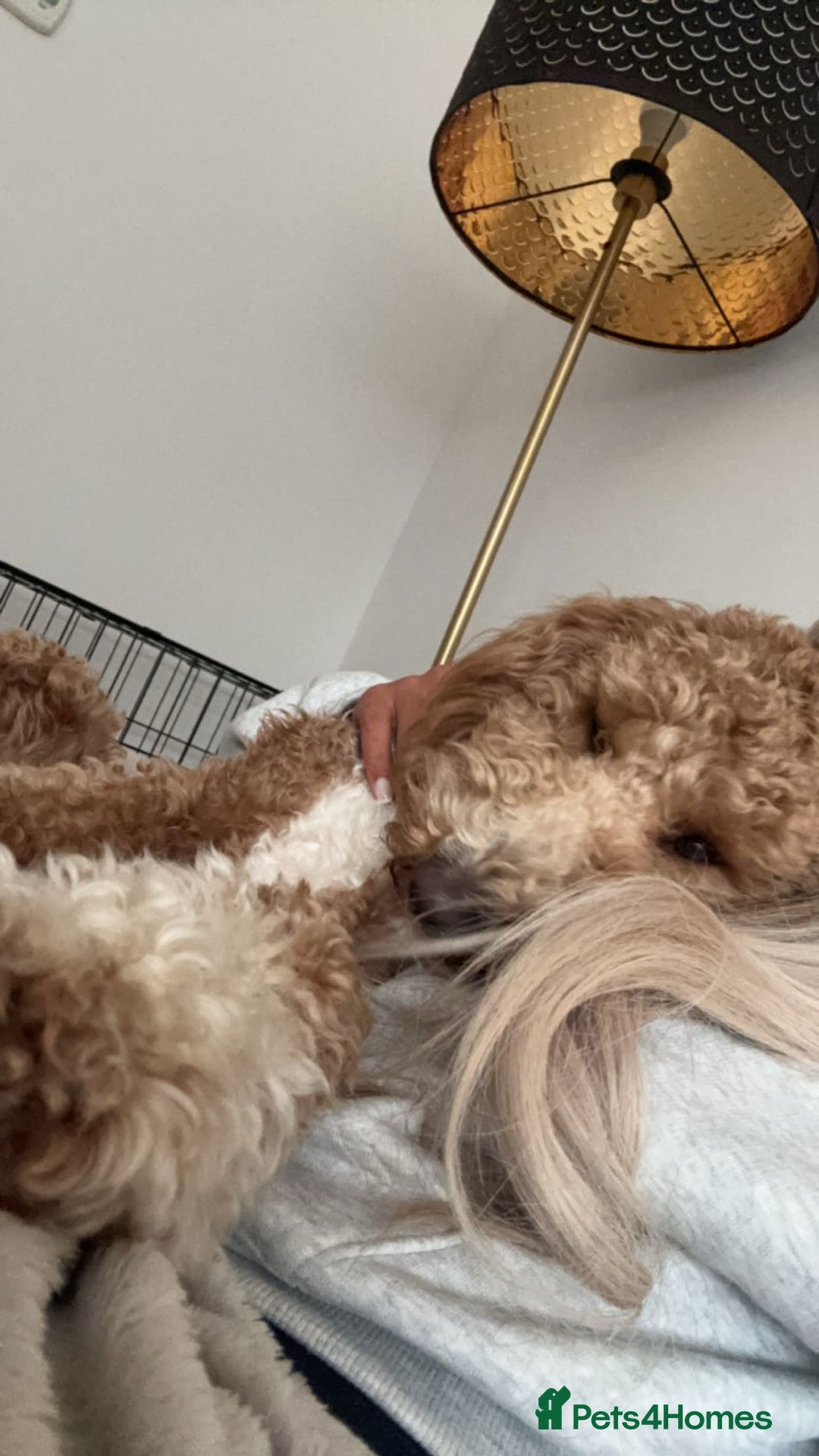 Australian Labradoodle dogs for sale: Daisy and Lilly  - Image 11