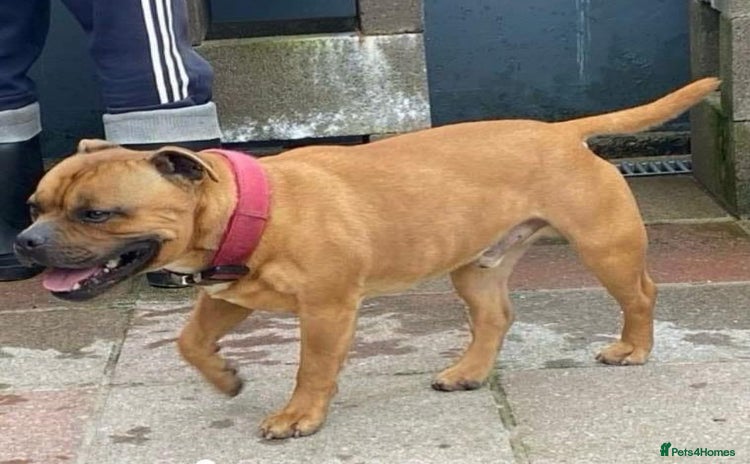 Staffordshire Bull Terrier dogs - Advert 3