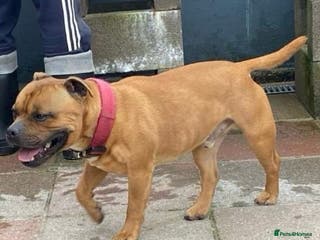 Staffordshire Bull Terrier dogs Stunning Red Staff For Stud - Advert 3