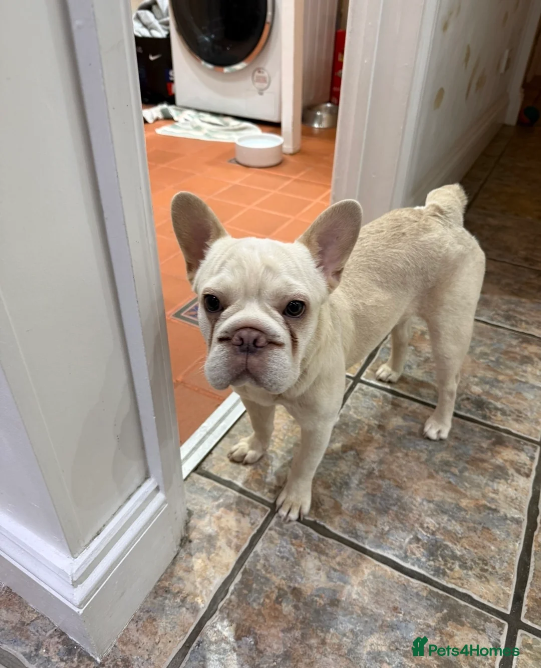 French Bulldog dogs for sale: Beautiful French Bulldog Pup Yogi Bear in Folkestone - Advert 2