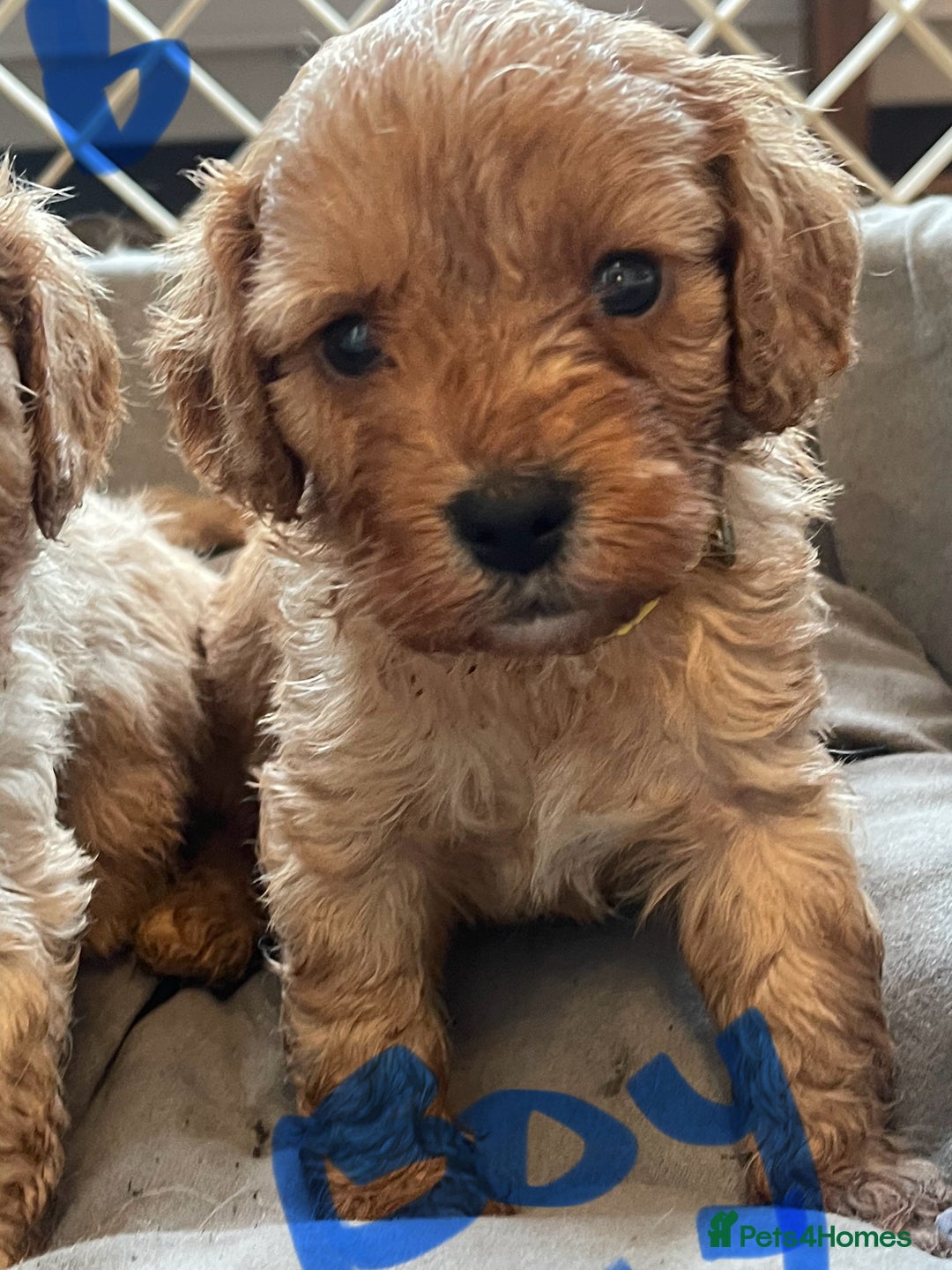 Cavapoo dogs for sale: Adorable toy Cavapoo pups apricot or fox red  - Image 9