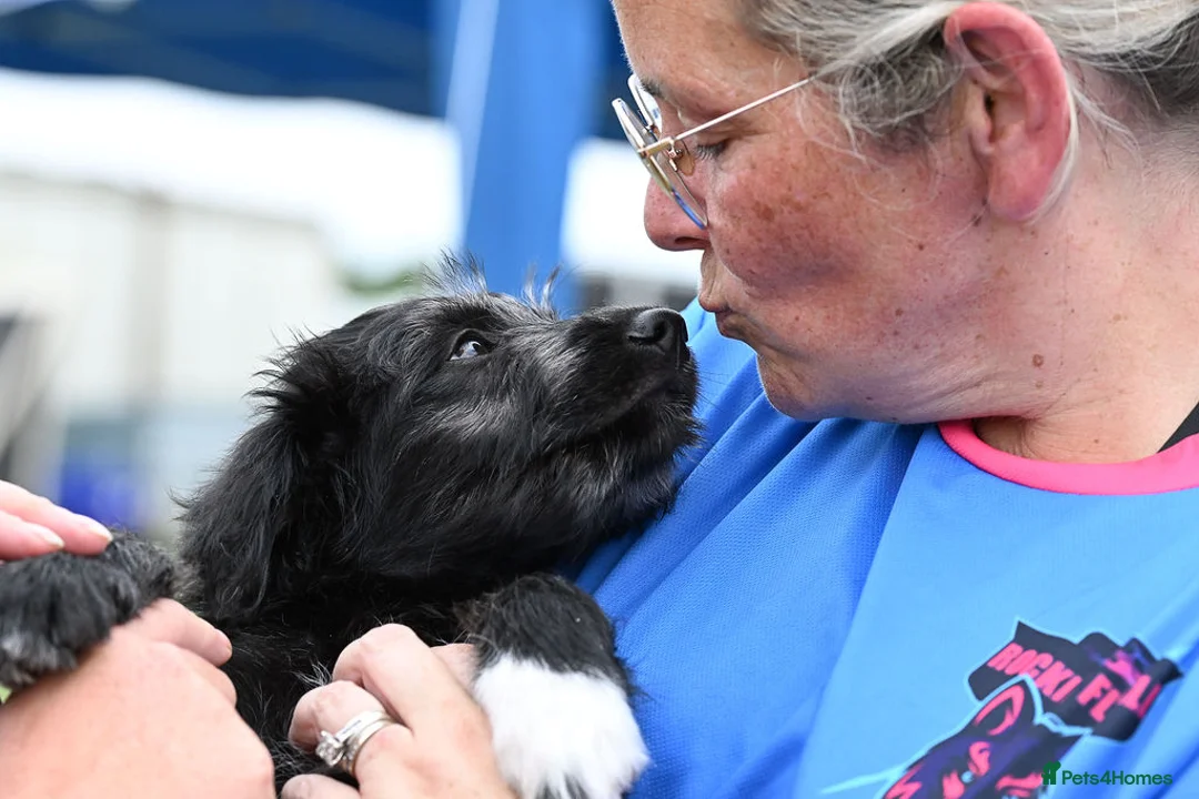 Bordoodle dogs for sale: 🌙☀️Waiting List Open🌙☀️ - Advert 29