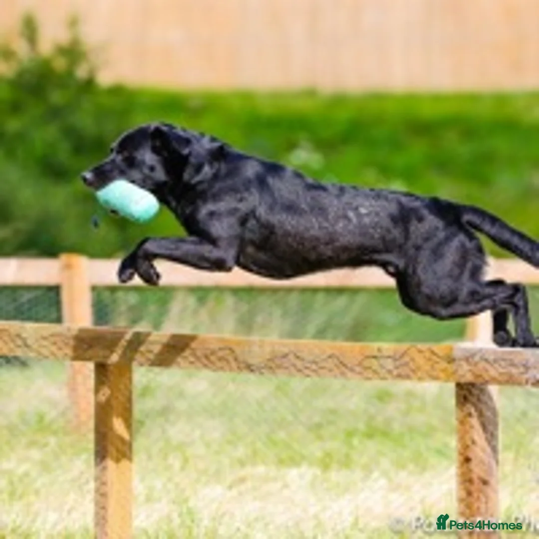 Labrador Retriever dogs for stud: FIELD TRIAL CHAMPION AT STUD  in Usk - Advert 2
