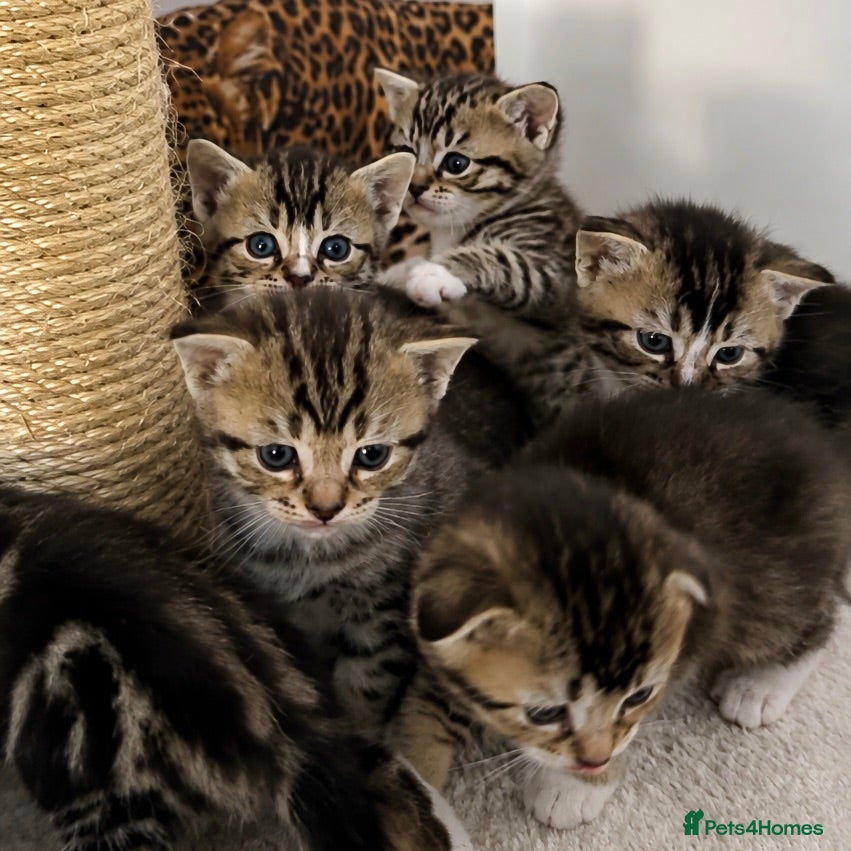 Scottish Fold cats Scottish fold x Scottish straight  - Advert 17