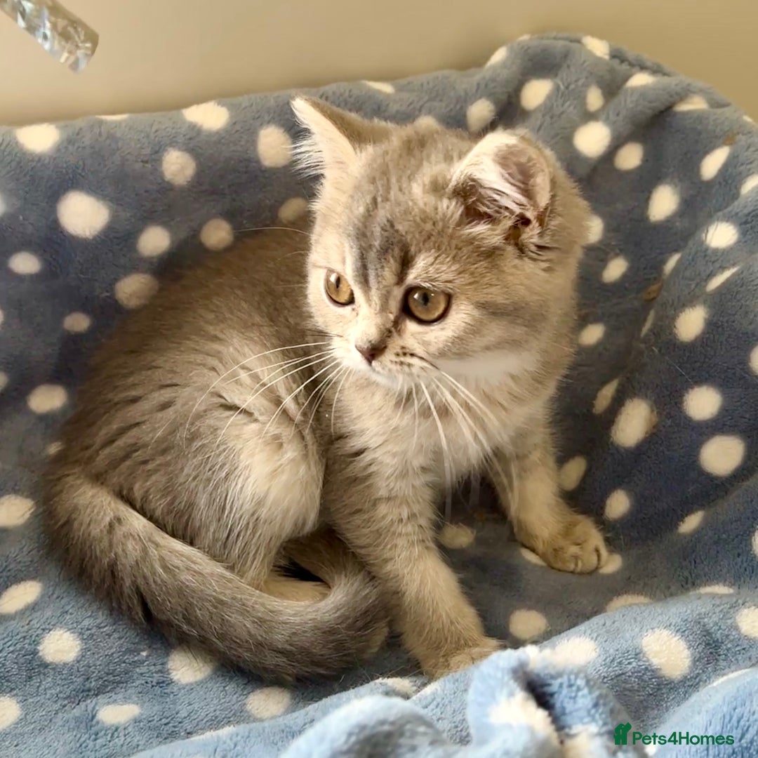 British Shorthair cats for sale: Blue Golden British Shorthair Female - Image 3