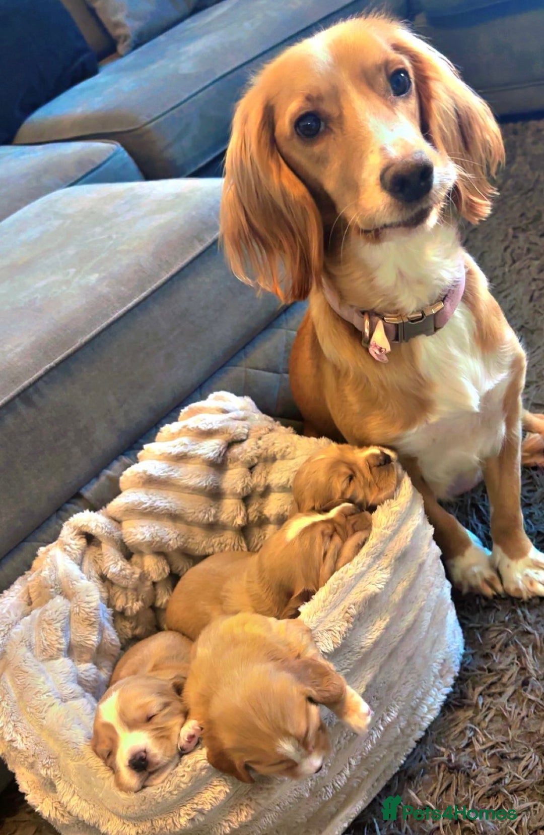 Cocker Spaniel dogs for sale: Cocker spaniel puppies for sale  - Advert 9