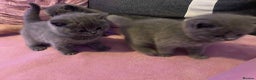 British Shorthair cats for sale: 3 Adorable BRITISH SHORTHAIR!!!!  - Advert 7