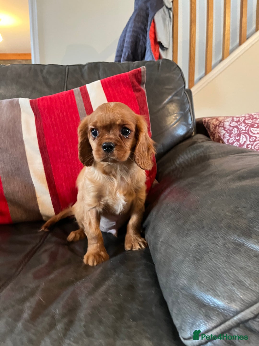 Cavalier King Charles Spaniel dogs for sale: Health tested KC REG cavalier King Charles  - Advert 6