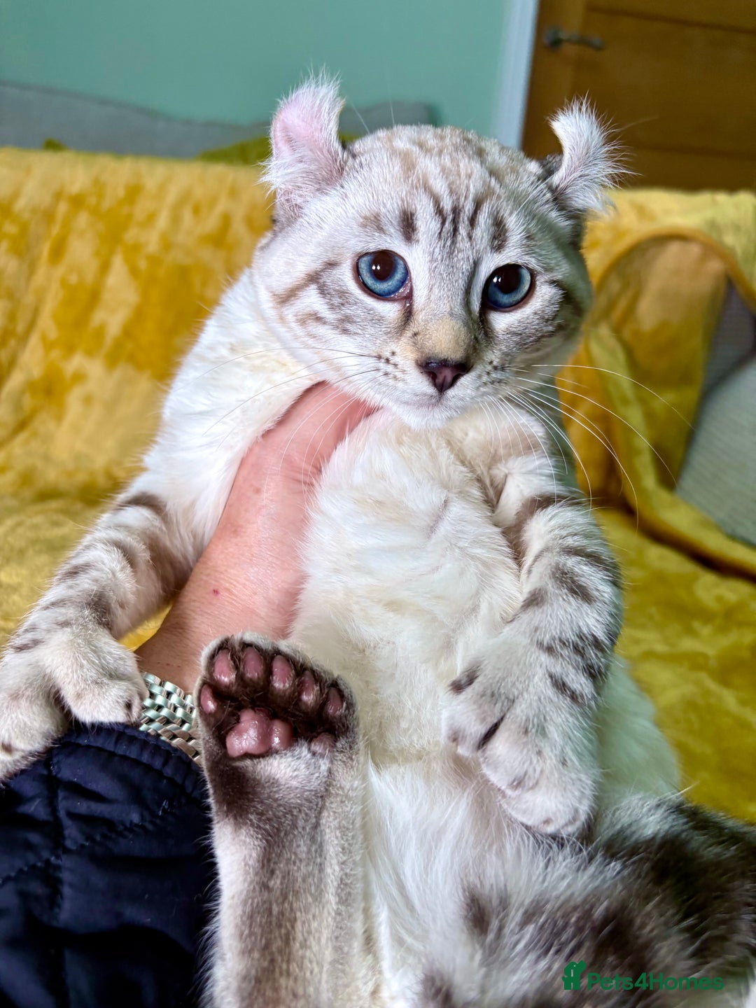 Savannah cats for sale: Breath taking wild looking girl  - Advert 8