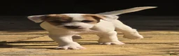 Jack Russell dogs for sale: One beautiful Jack Russel puppy - Advert 5