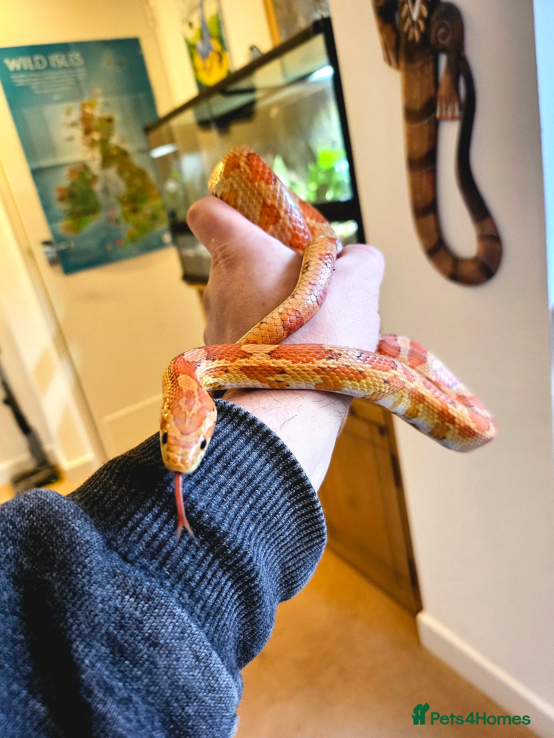 Corn Snake reptiles for sale: Corn Snake and Full Setup  - Advert 2