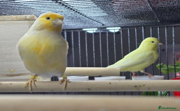 Canaries birds - Advert 1
