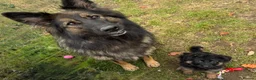 German Shepherd dogs for sale: KENNEL CLUB REG GIRL AVAILABLE  - Advert 2