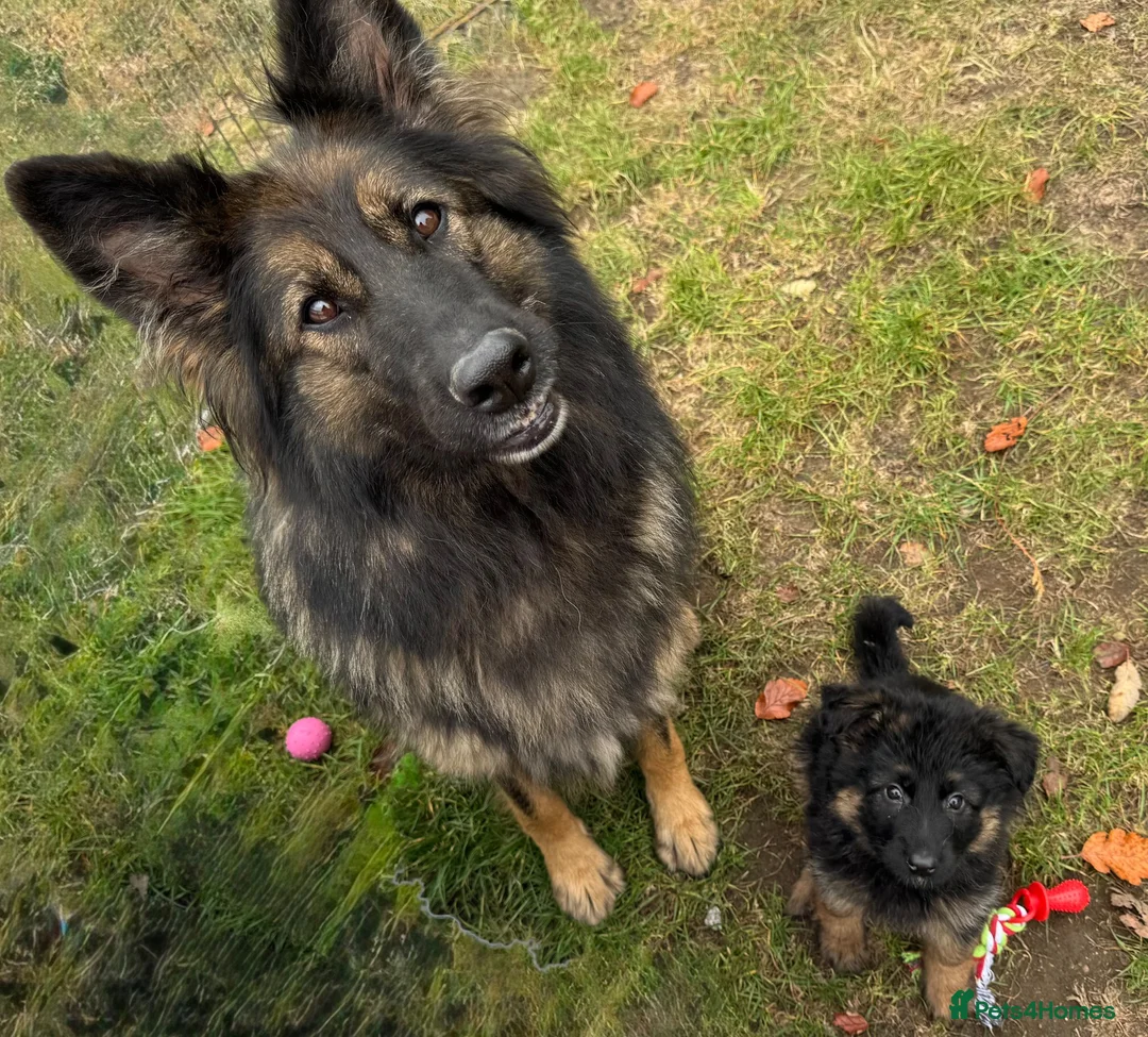 German Shepherd dogs for sale: KENNEL CLUB REG GIRL AVAILABLE  - Advert 2
