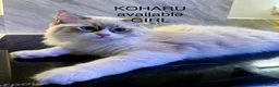 Ragdoll cats for sale: 100 % PURE RAGDOLL KITTENS FIFE REGISTRATION in West Drayton - Advert 2