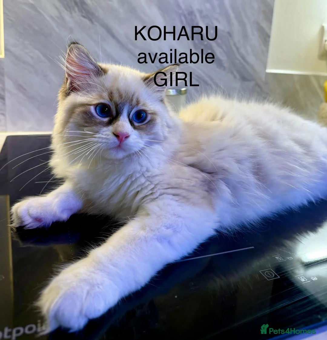 Ragdoll cats for sale: 100 % PURE RAGDOLL KITTENS FIFE REGISTRATION in West Drayton - Advert 2