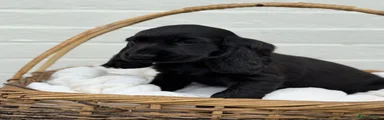 Cocker Spaniel 1