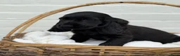 Cocker Spaniel dogs for sale: Show Cocker Spaniel Puppy’s  - Advert 7