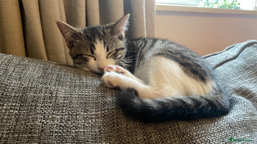 Mixed Breed cats for sale: SOLD  - Advert 1