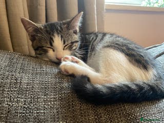 Mixed Breed cats SOLD - Advert 4