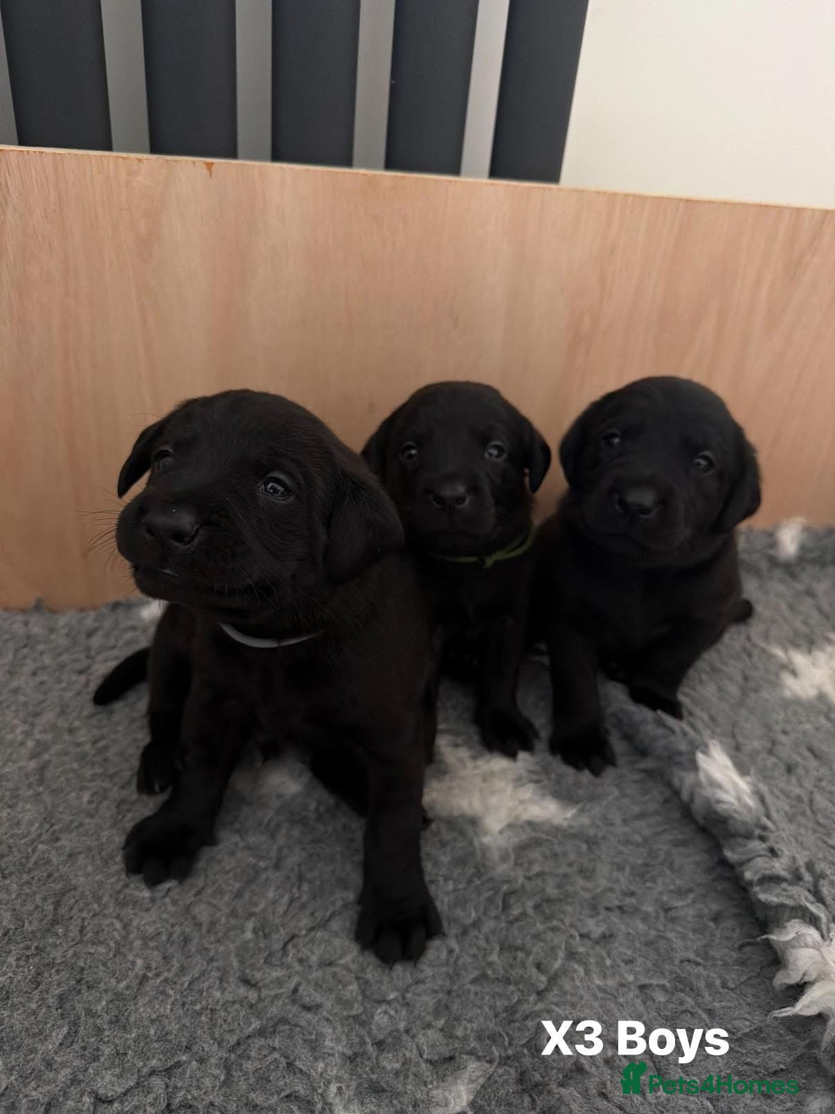 Labrador Retriever dogs KC Registered, Pedigree, Labrador Retrievers  - Advert 11