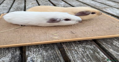 Guinea Pig rodents - Advert 12