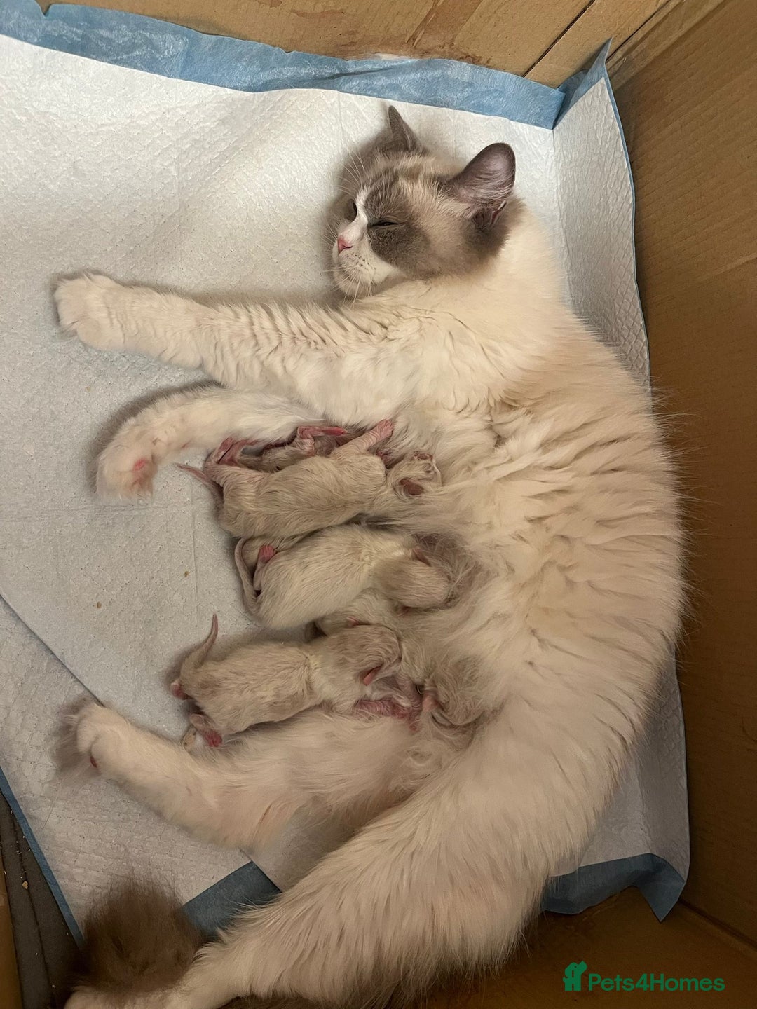 Ragdoll cats for sale: Beautiful Bi Colour Ragdoll - Image 9