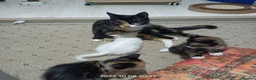 European cats for sale: Adorable Kittens  - Advert 13