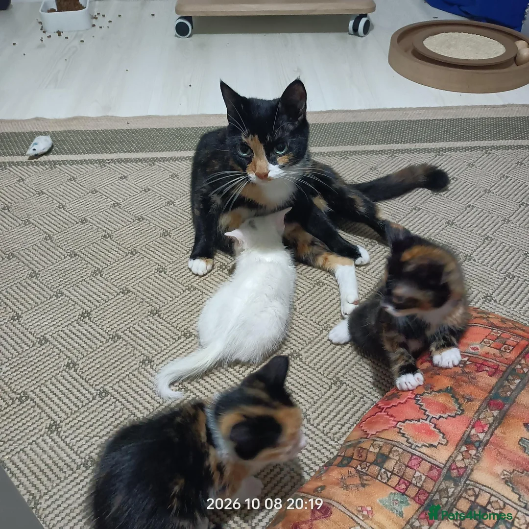 European cats for sale: Adorable Kittens  - Advert 13