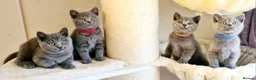 British Shorthair cats for sale: British shorthair blue kittens  - Advert 1