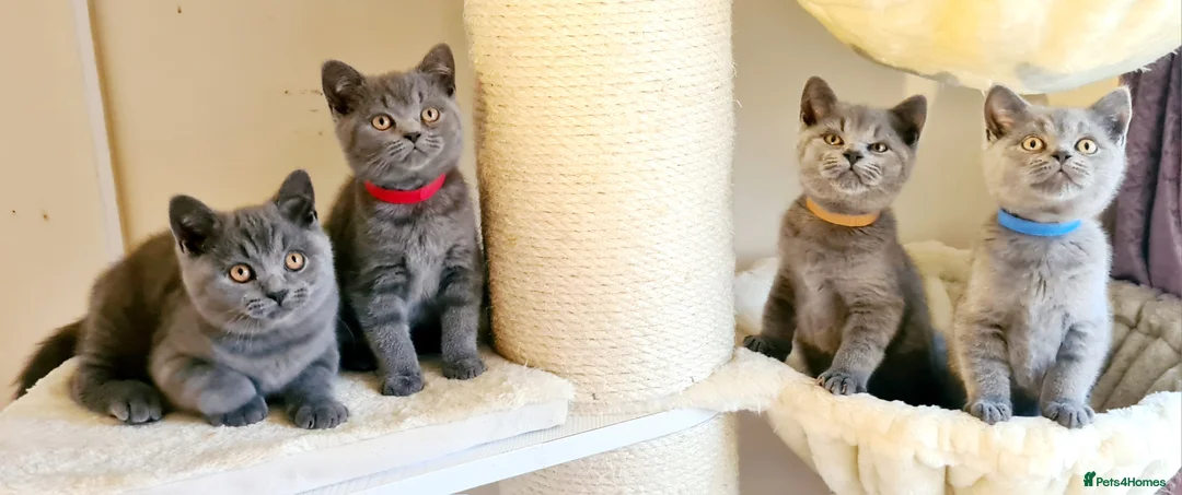 British Shorthair cats for sale: British shorthair blue kittens  - Advert 1