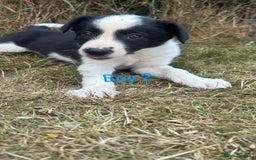 Border Collie dogs for sale: Beautiful border collie puppies for sale  - Image 7