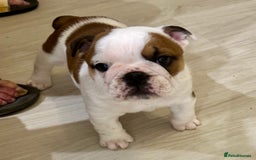 English Bulldog dogs for sale: 2 Healthy Bitch Puppys Available To The Best Homes - Image 10