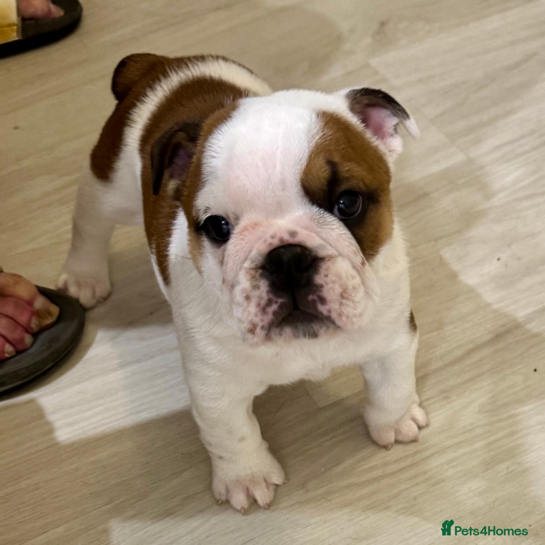 English Bulldog dogs for sale: 2 Healthy Bitch Puppys Available To The Best Homes - Image 10
