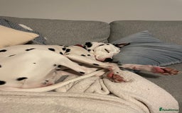 Mixed Breed dogs for sale: Dalmatian x Labrador puppies due in November  - Image 2