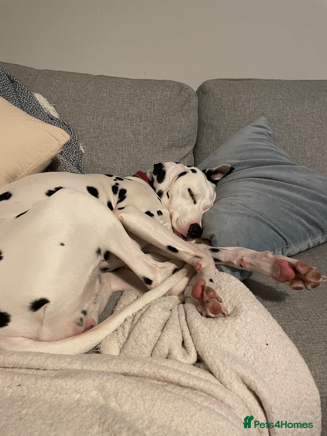 Mixed Breed dogs for sale: Dalmatian x Labrador puppies due in November  - Image 2
