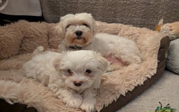 Maltese dogs for sale: Absolutely adorable Maltese girl  - Image 8