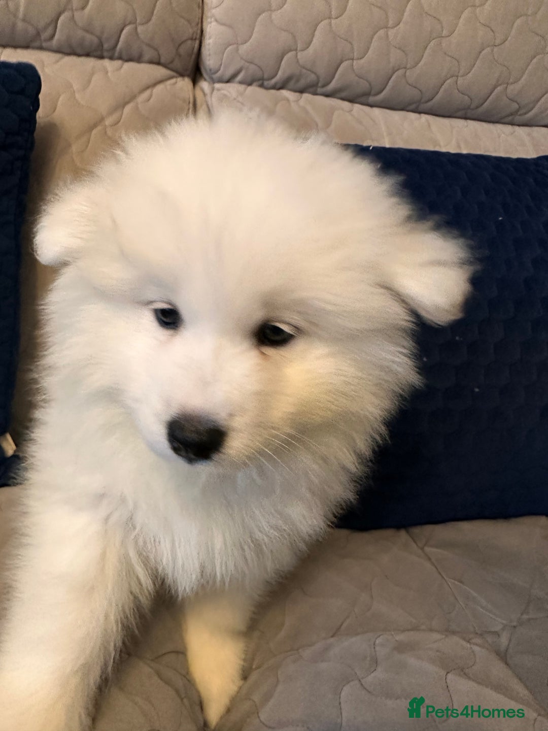 Samoyed dogs for sale: Samoyed Puppies — Ready for Their New Homes Now! - Advert 23