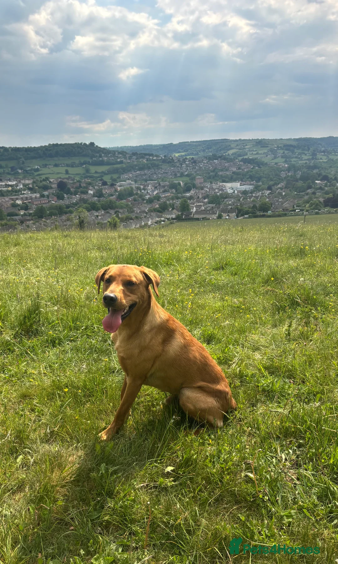 Labrador Retriever dogs for stud: KC Labrador for Stud 16 Champions in Lineage - Advert 20