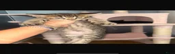 Maine Coon cats for sale: 2 main coon kittens available🐱 - Advert 2