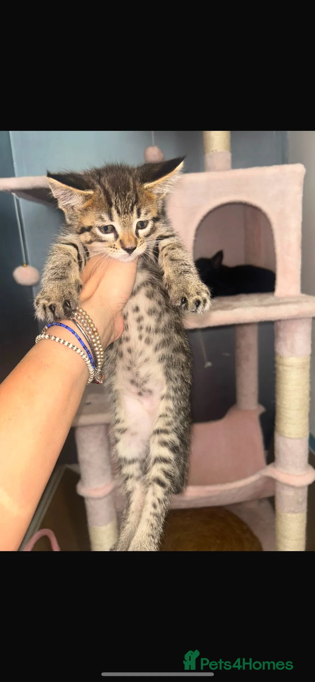Maine Coon cats for sale: 2 main coon kittens available🐱 - Advert 2