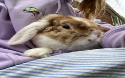 Mini Lop rabbits for sale: Sweet Mini Lop Male 2.5yrs old - Image 2
