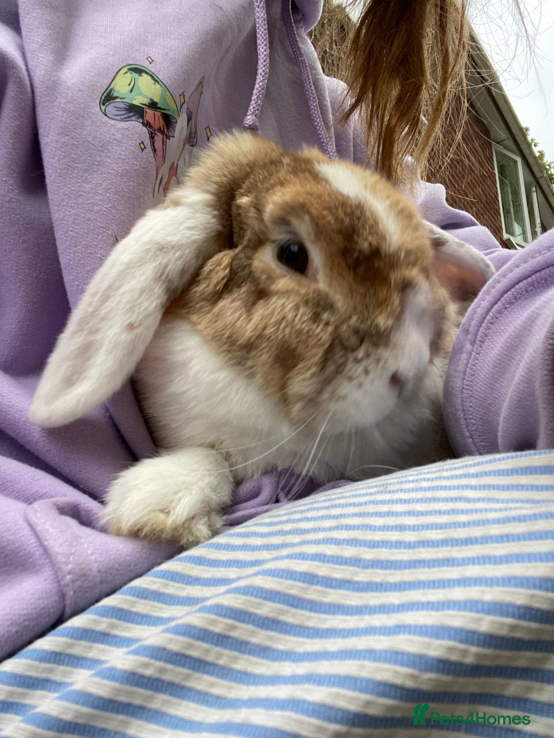 Mini Lop rabbits for sale: Sweet Mini Lop Male 2.5yrs old - Image 2