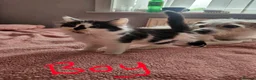 Mixed Breed cats for sale: Gorgeous kittens looking for their forever home - Advert 4