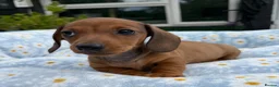 Miniature Dachshund dogs for sale: Miniature dachshund puppies 🐶 READY NOW - Advert 12