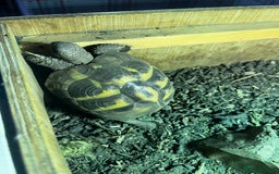 Hermann Tortoise reptiles for sale: Beautiful Hermann Tortoise – Hettie 🐢  - Image 2