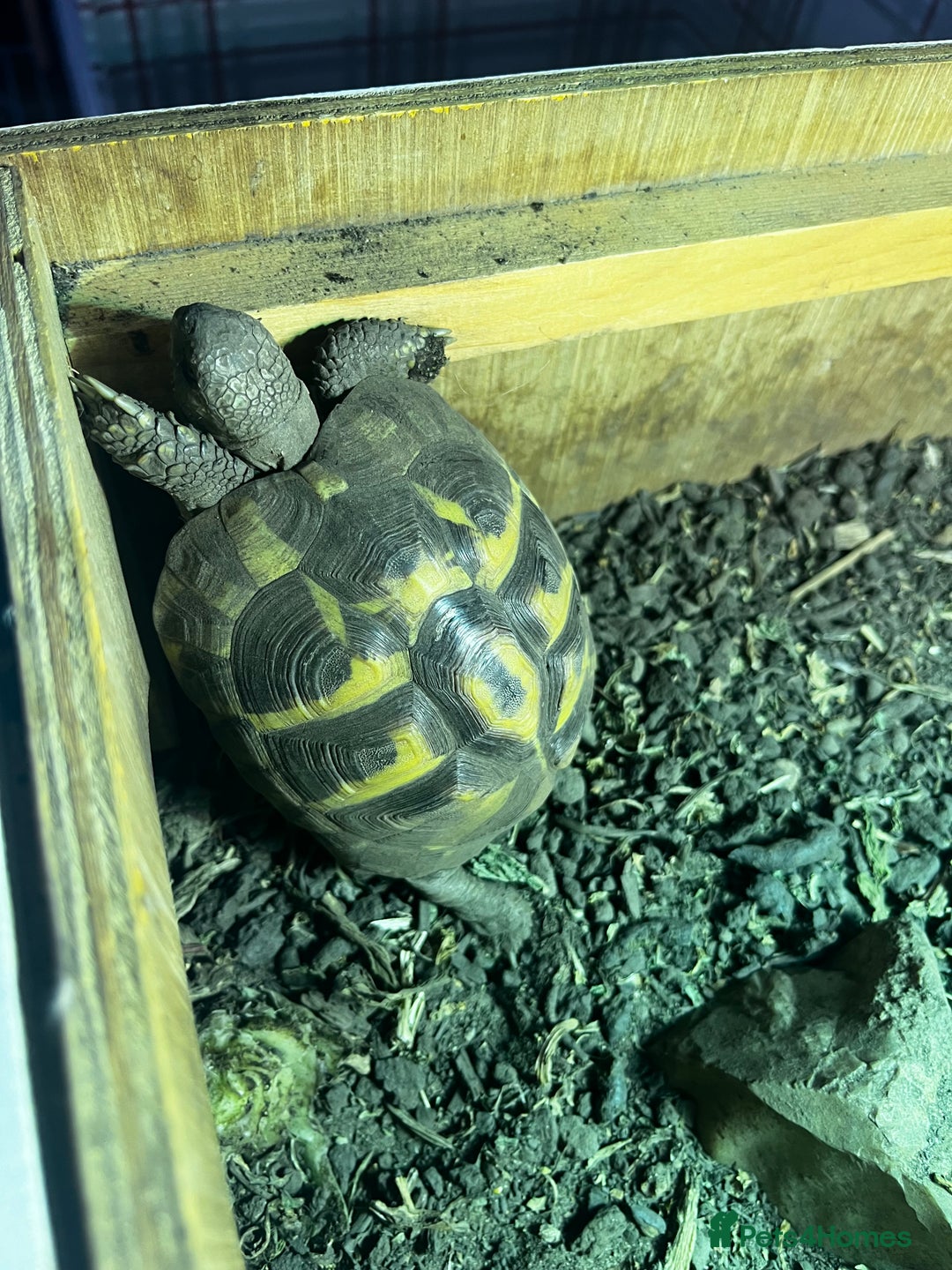 Hermann Tortoise reptiles for sale: Beautiful Hermann Tortoise – Hettie 🐢  - Image 2