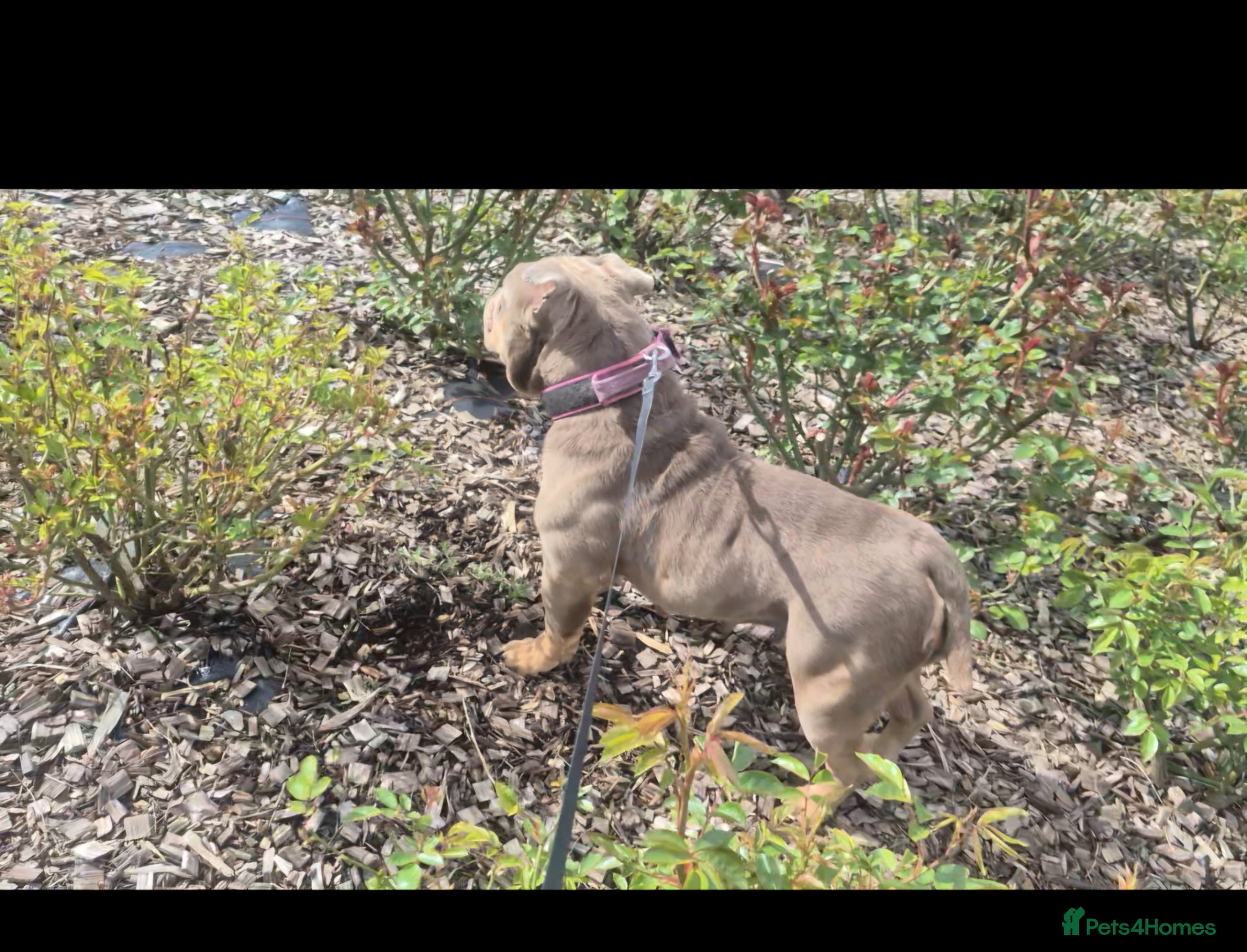 English Bulldog dogs Female English bulldog  nearly 2 years old - Advert 13